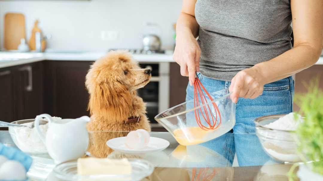 Are pancakes clearance bad for dogs